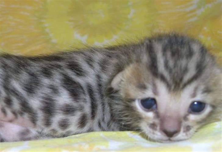 Bengal Asia billede 3