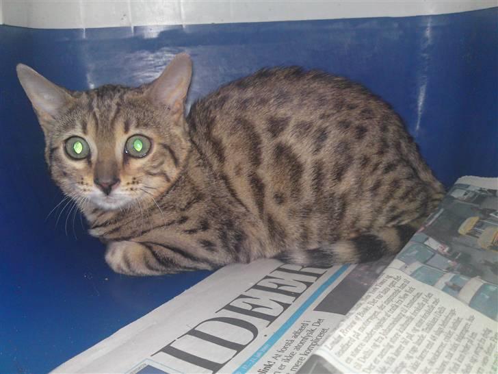 Bengal Asia billede 4