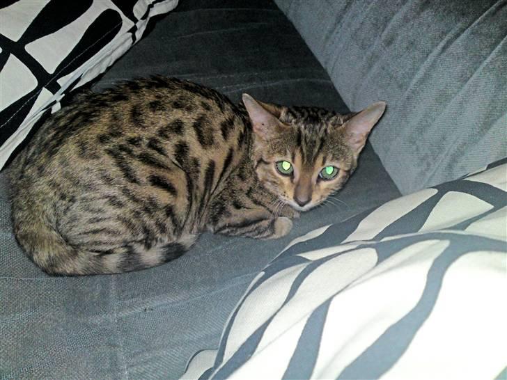 Bengal Asia billede 5