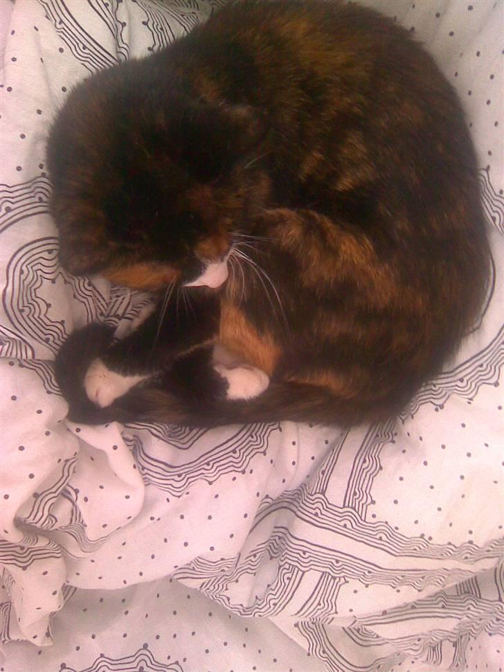 Huskat Misser billede 1