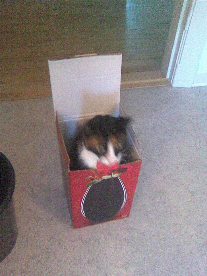 Huskat Misser billede 2