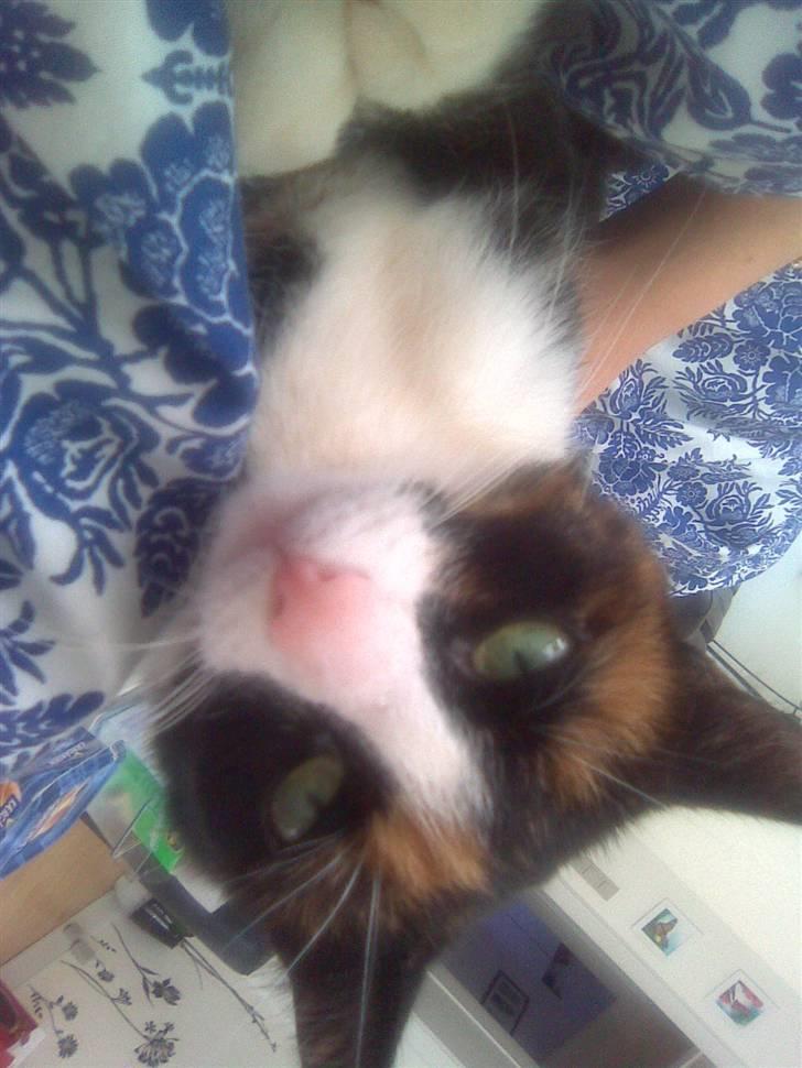 Huskat Misser billede 3