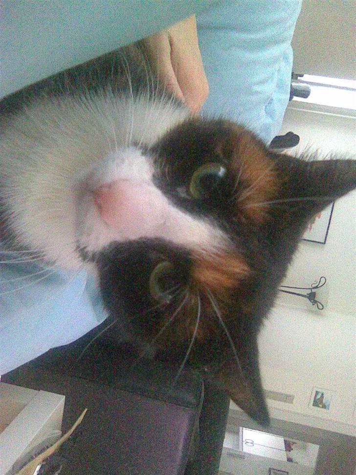 Huskat Misser billede 4