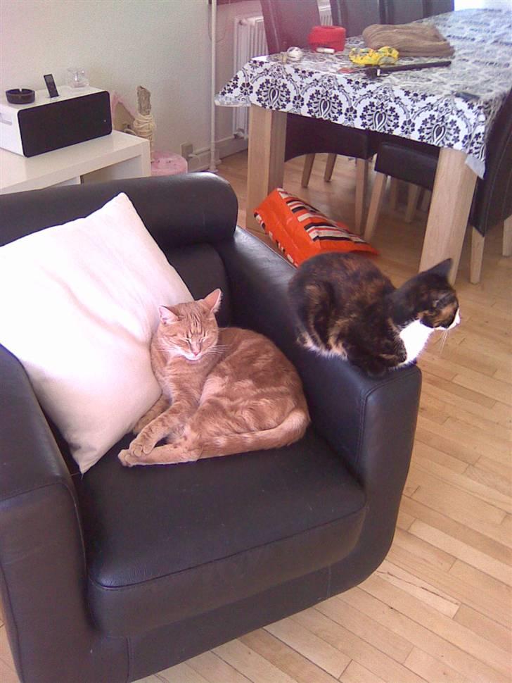 Huskat Misser billede 5