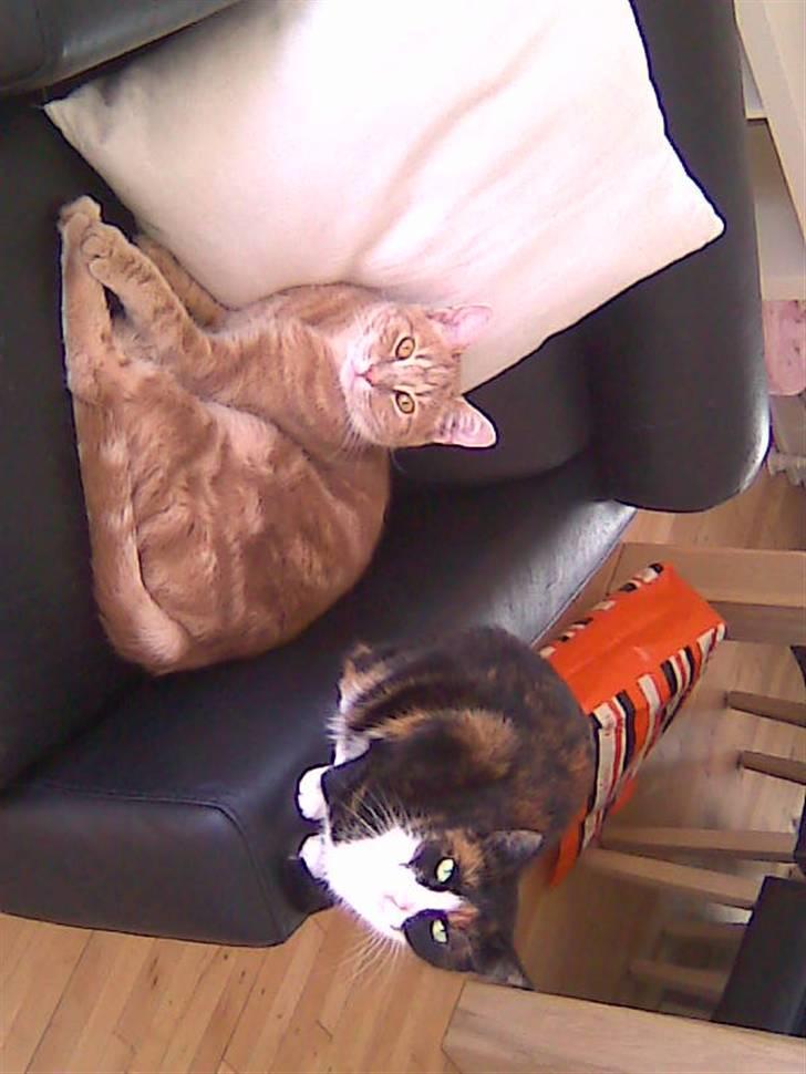 Huskat Misser billede 6