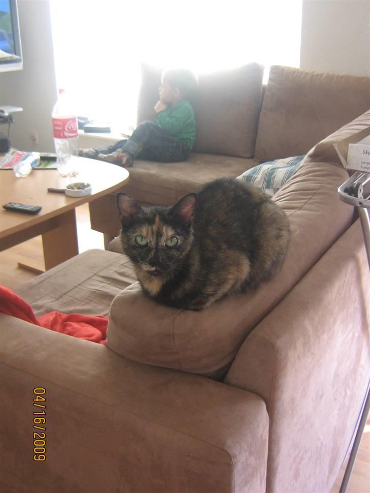 Blanding af racer Muddi billede 2