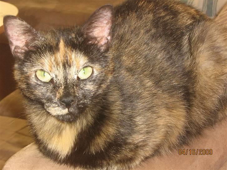 Blanding af racer Muddi billede 5