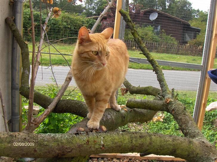 Huskat Bjarne RIP - Hej jeg hedder Bjarne billede 1