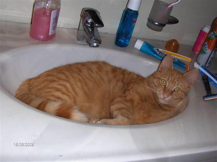 Huskat Bjarne RIP billede 2