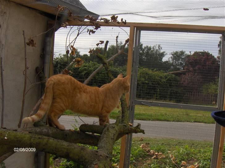 Huskat Bjarne RIP billede 3