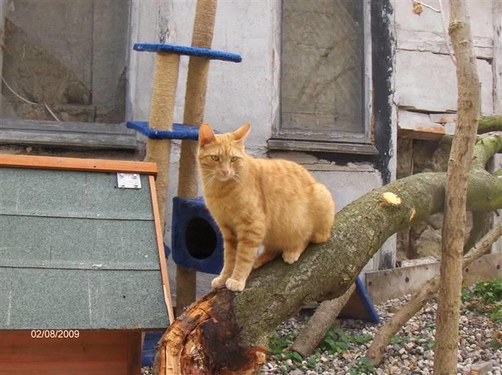 Huskat Bjarne RIP billede 4