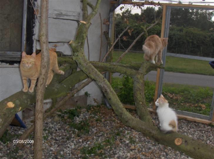 Huskat Bjarne RIP billede 5