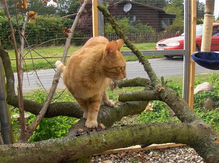 Huskat Bjarne RIP billede 6