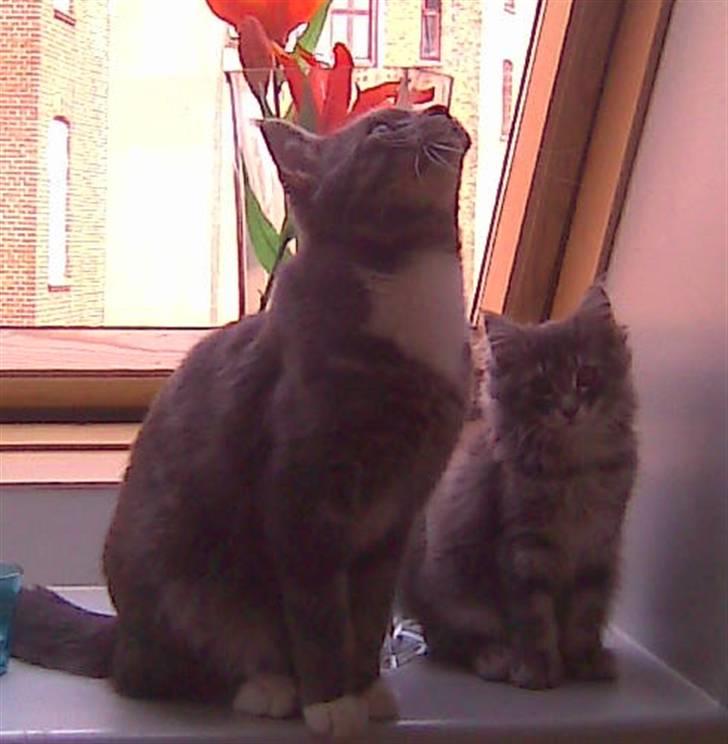 Maine Coon Alfred - Alfred og den nye Mille :) billede 5