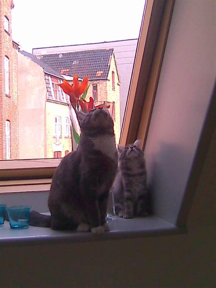 Maine Coon Alfred - Alfred og den nye Mille billede 6