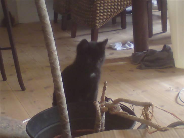 Huskat Coke billede 1