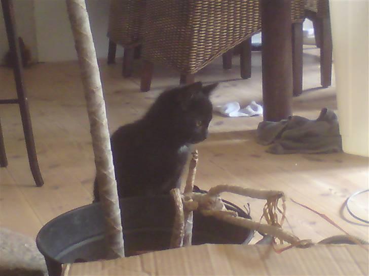 Huskat Coke billede 2