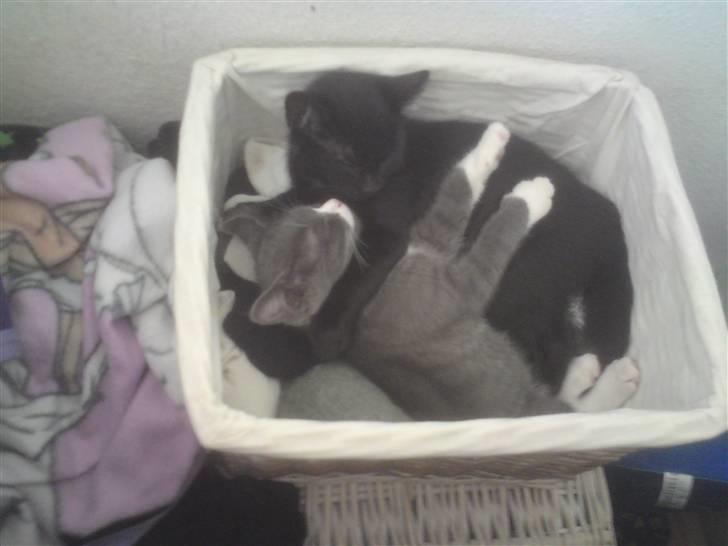 Huskat Coke - Elsker bare dette billede!<´3 billede 4