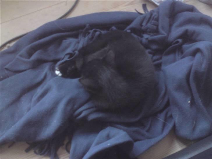 Huskat Coke billede 5