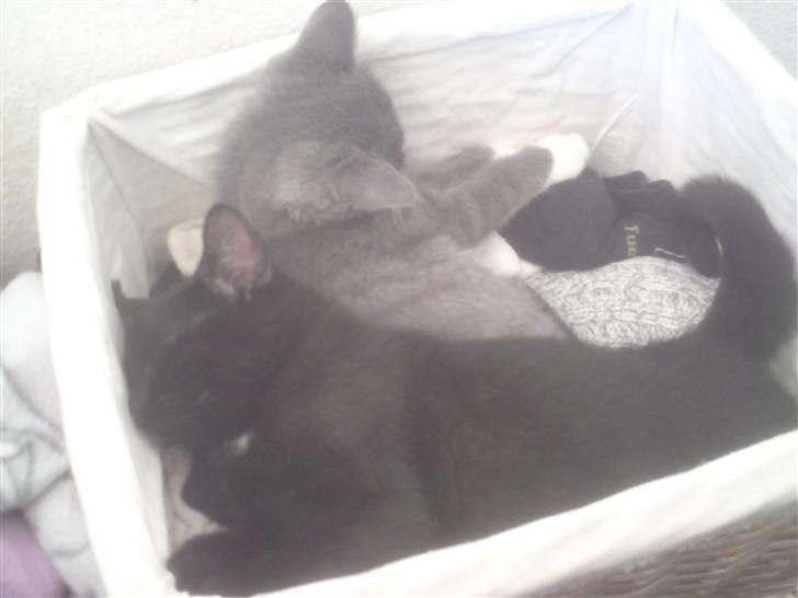 Huskat Coke billede 6