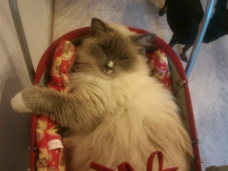 Ragdoll Uld-Bob billede 1