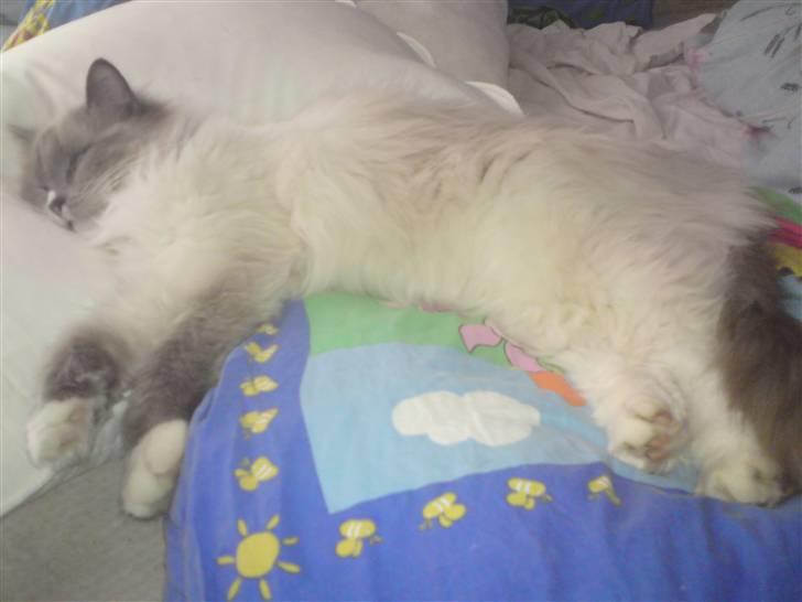 Ragdoll Uld-Bob billede 2