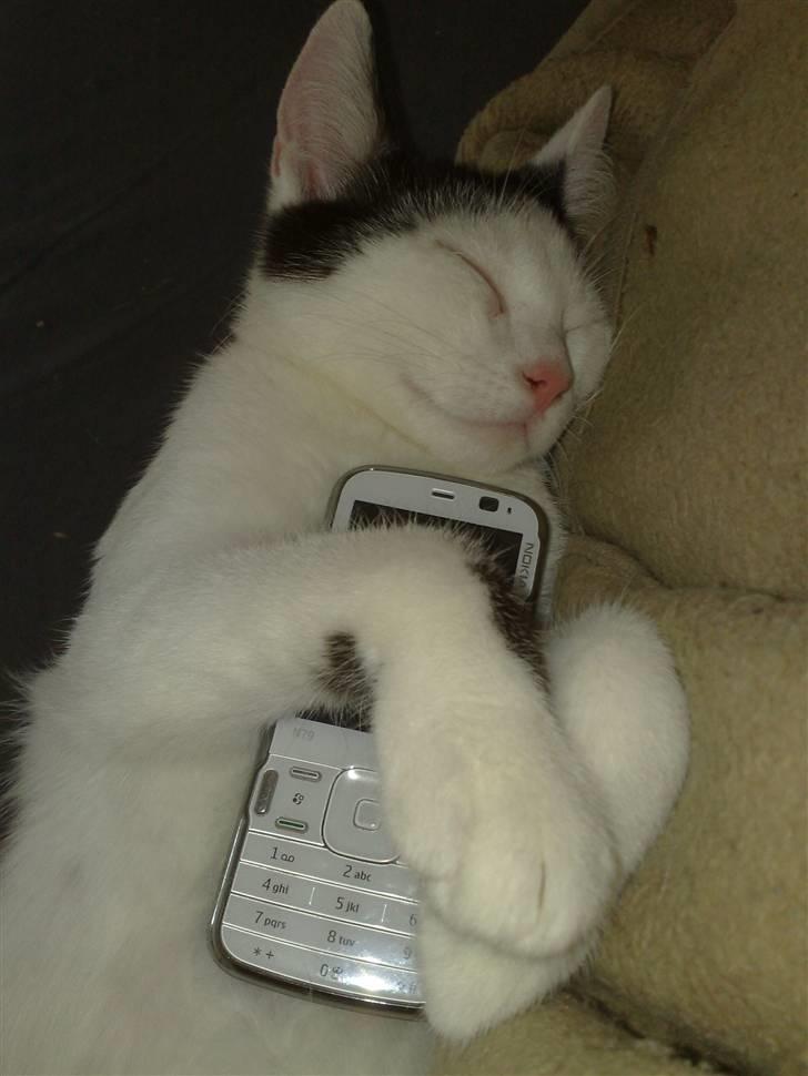 Huskat Garfield - Mor hun sagde hun ville ringe, så må heller holde mobilen tæt på mig, så jeg er klar:) meen puuha hvor er jeg dog træt ZZzzzZZ billede 15