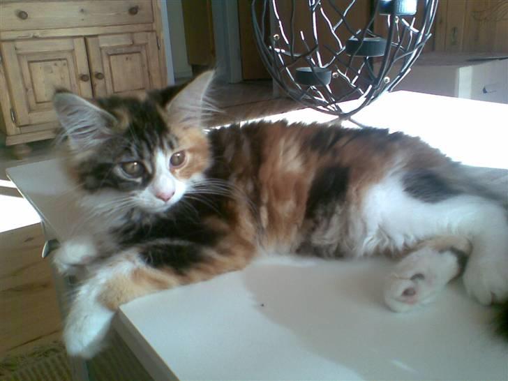 Maine Coon Nutte billede 1