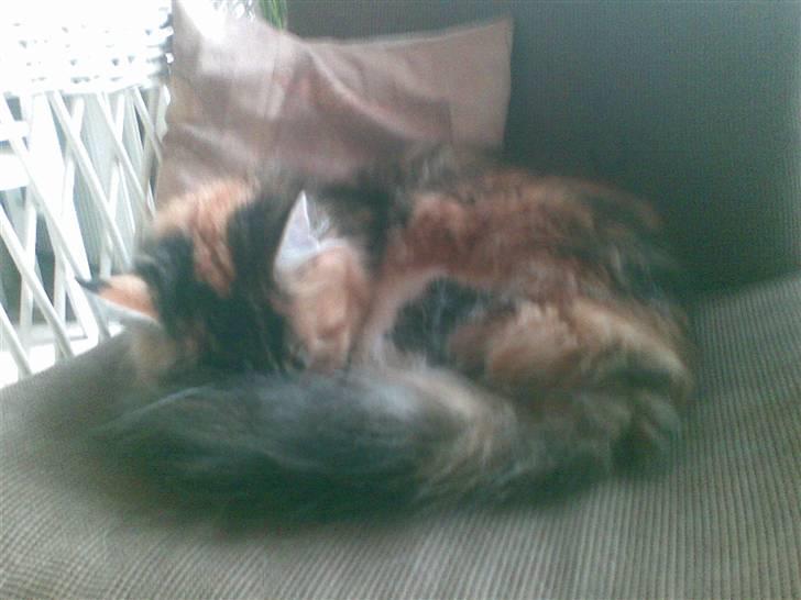 Maine Coon Nutte - hun elsker at rulle sig sammen når hun sover, hun liger næsten et egern (: billede 2