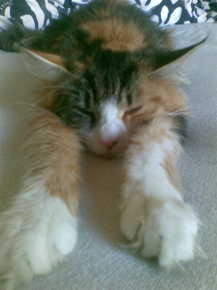Maine Coon Nutte - mh´ sådan kan man jo også sove ?  billede 3