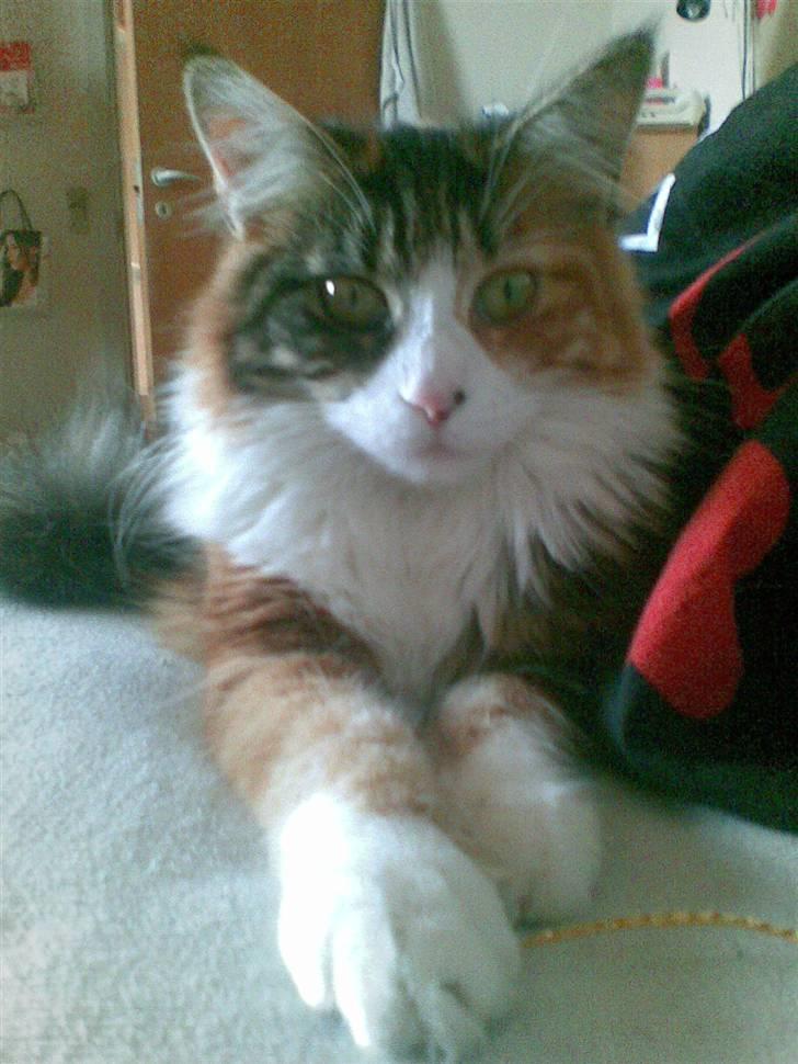 Maine Coon Nutte billede 4