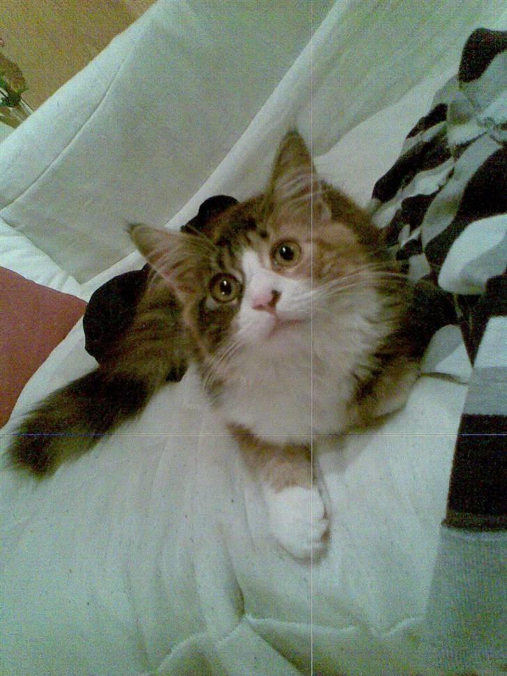 Maine Coon Nutte billede 5