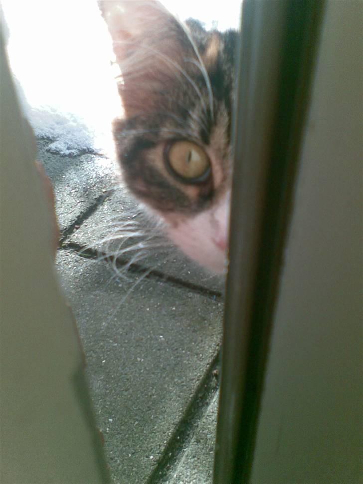 Maine Coon Nutte - må jeg godt komme ind nu ? billede 6