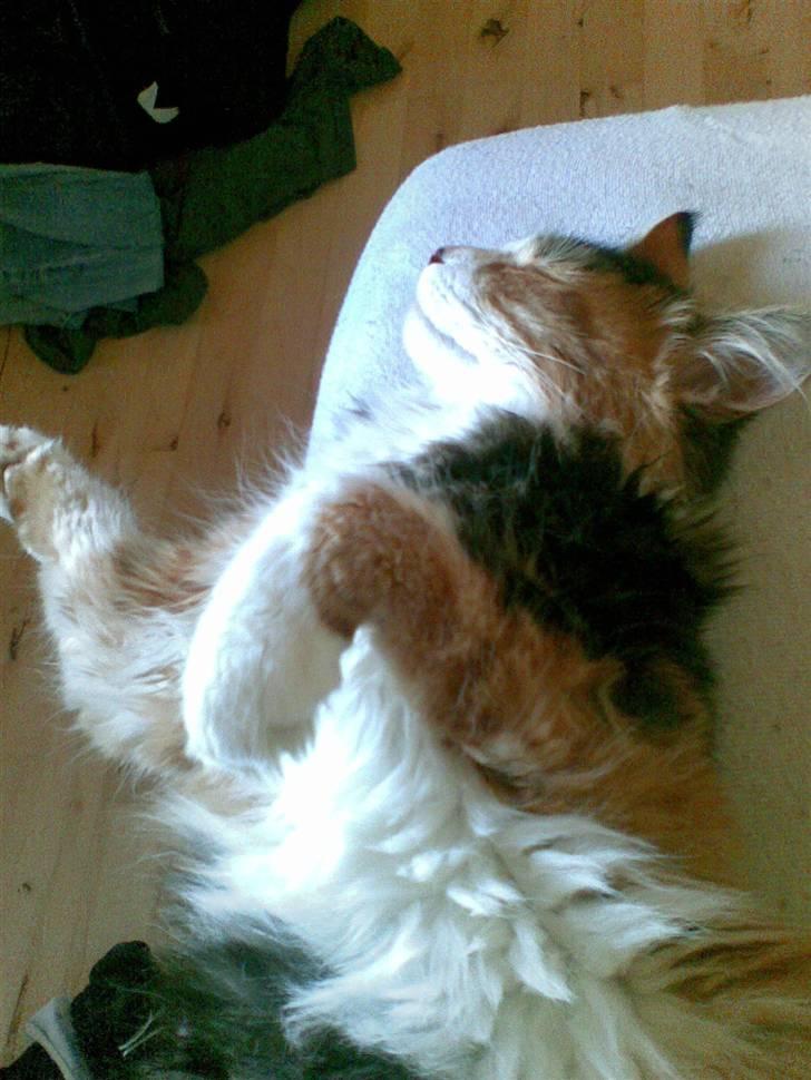 Maine Coon Nutte billede 7