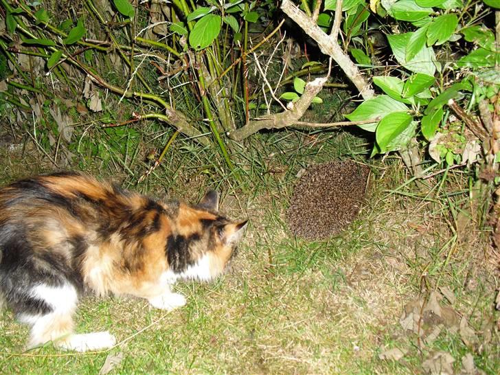 Maine Coon Nutte - hendes første møde med et pindsvin (: billede 8