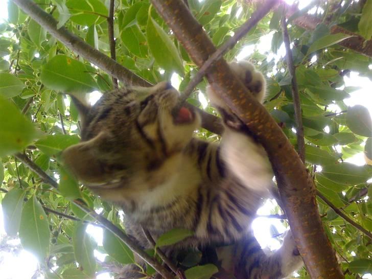 Huskat "Malou" Mis-pige billede 2