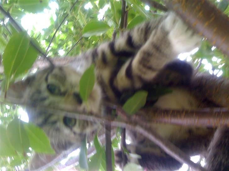 Huskat "Malou" Mis-pige billede 3