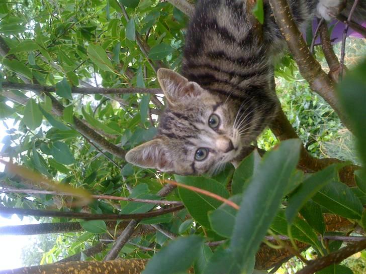 Huskat "Malou" Mis-pige billede 5