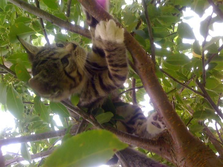 Huskat "Malou" Mis-pige billede 6