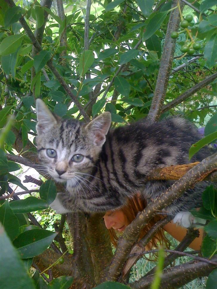 Huskat "Malou" Mis-pige billede 7