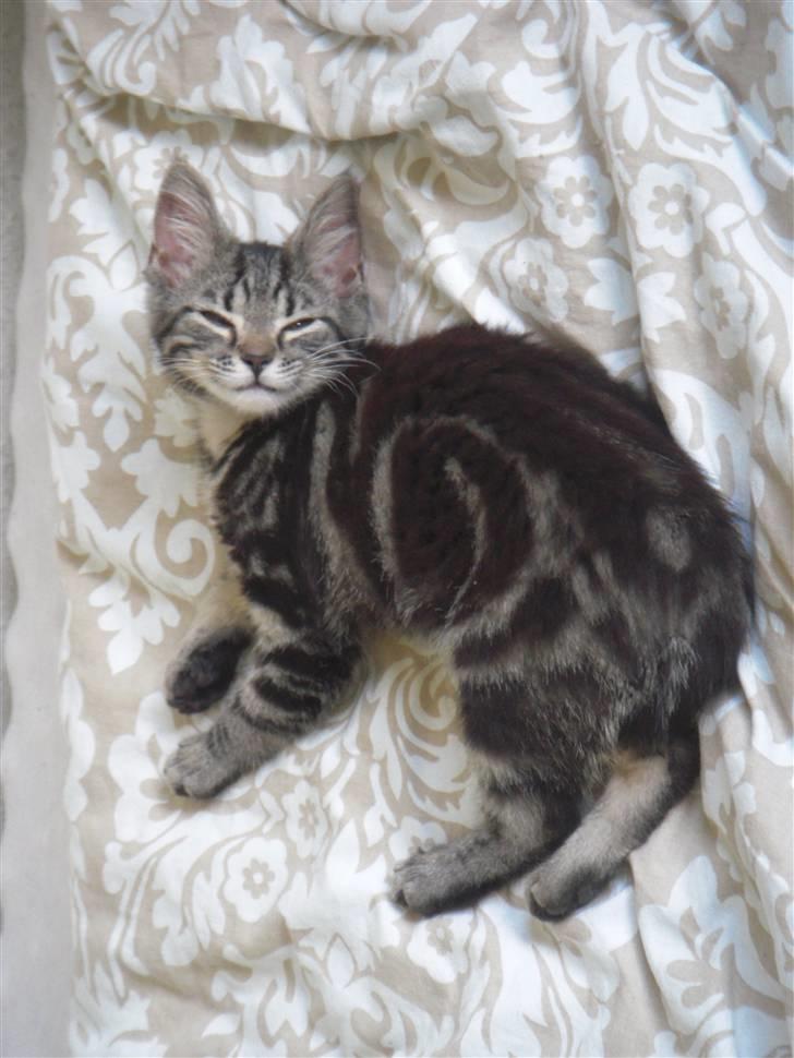 Blanding af racer Mille - "Hahaha, jeg ved bare noget du ikke ved, mor!" billede 1