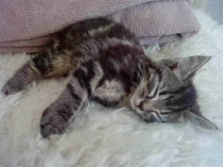 Blanding af racer Mille - Her får man sig lige et lille catnap billede 2