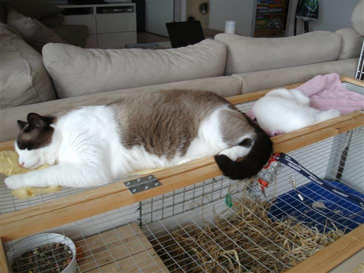 Ragdoll Spir billede 5