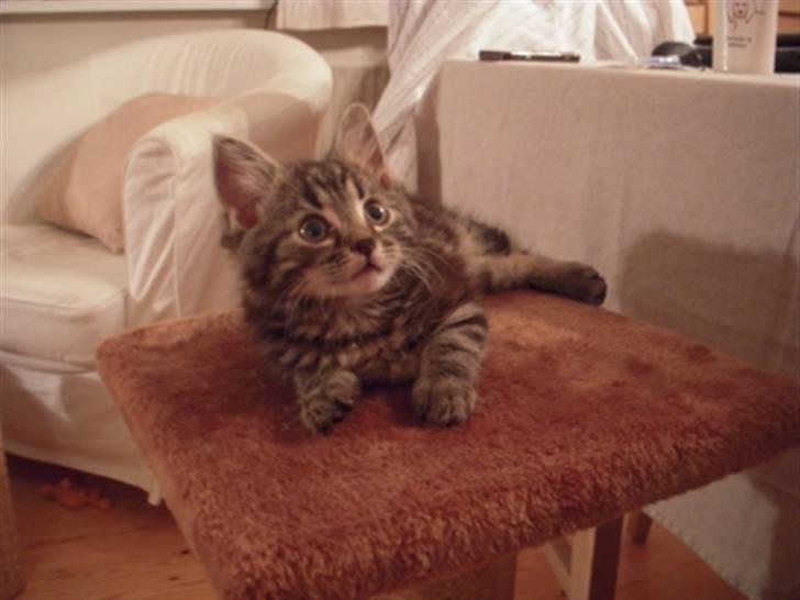 Blanding af racer Mille - Miv! billede 3