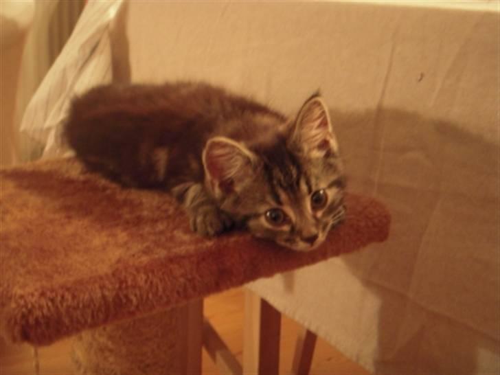 Blanding af racer Mille - "Man skal huske at kigge ind i kameraet..." billede 4