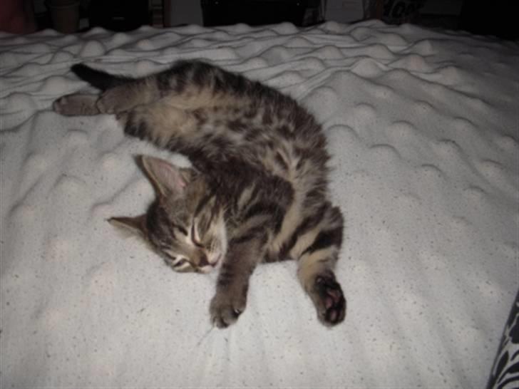 Blanding af racer Mille - Akavet? Bare lige lidt? billede 5