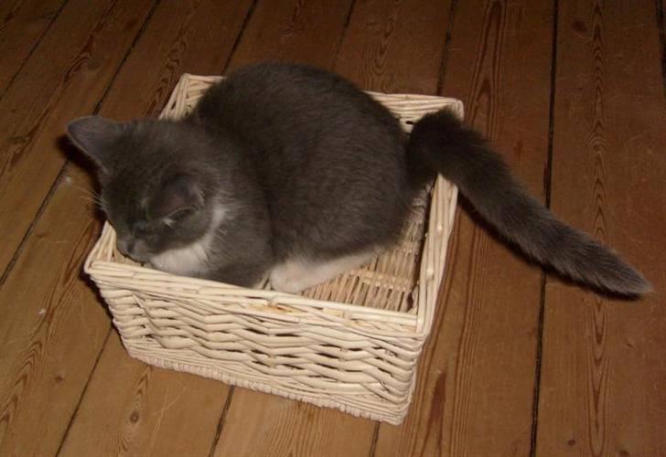 Huskat Fie billede 10