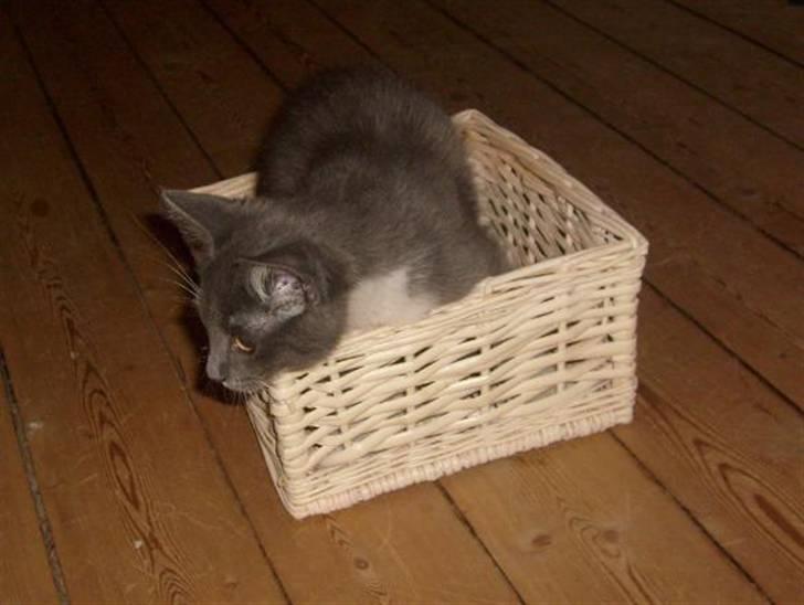 Huskat Fie billede 11