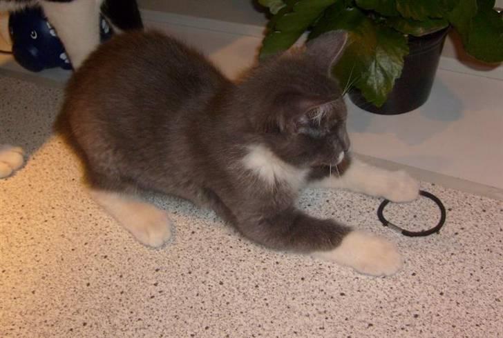 Huskat Fie - Jeg har fundet noget nyt legetøj! billede 12