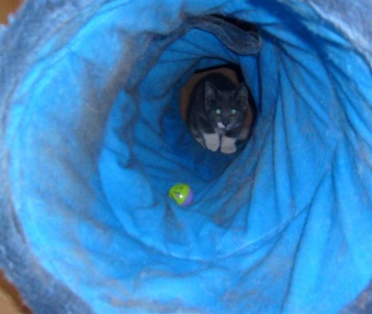 Huskat Fie - Jeg kommer løbende ud i hovedet på dig om lidt mor billede 13